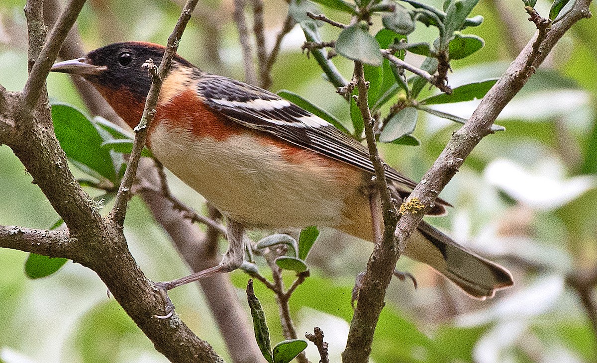 Bay-breasted Warbler - ML618630723