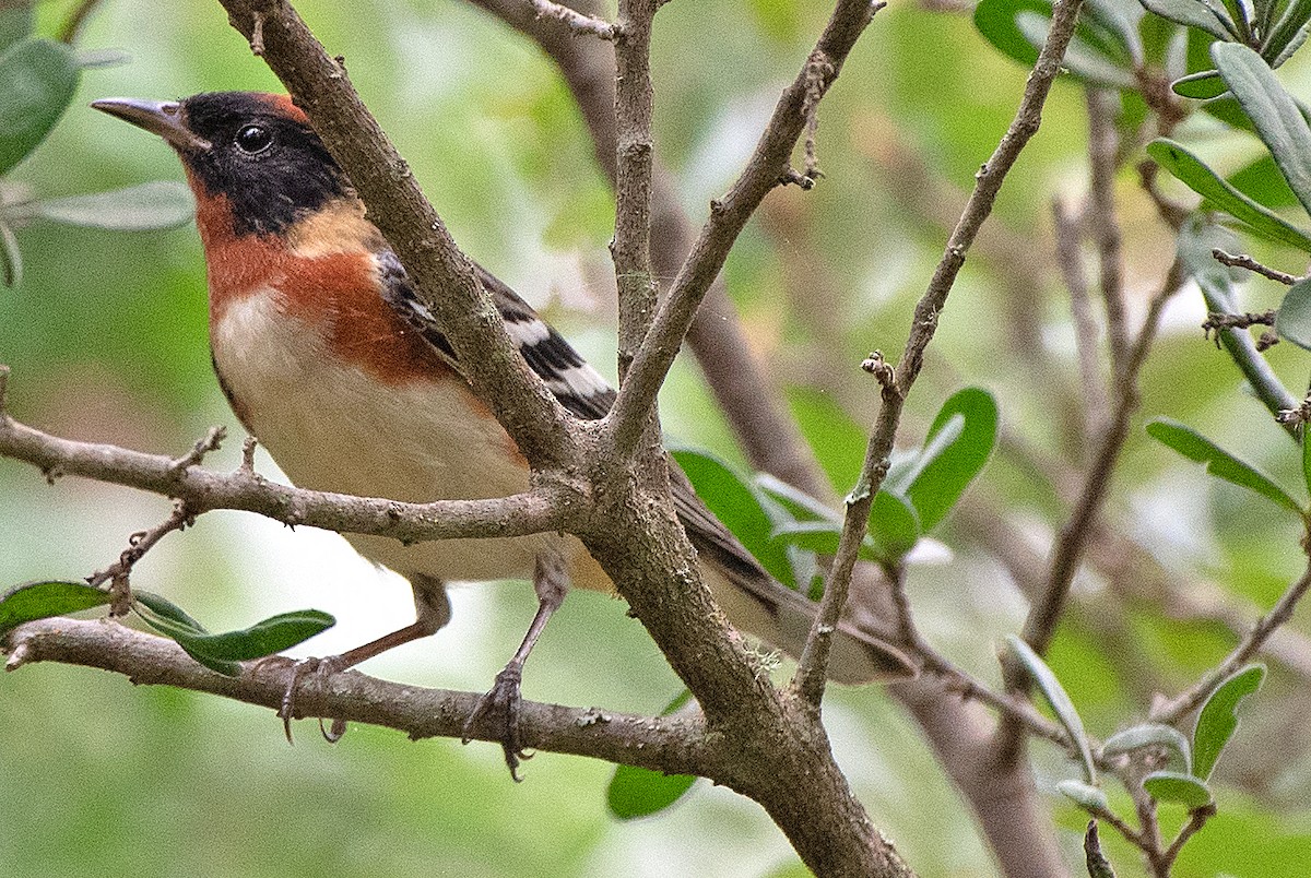 Bay-breasted Warbler - ML618630724