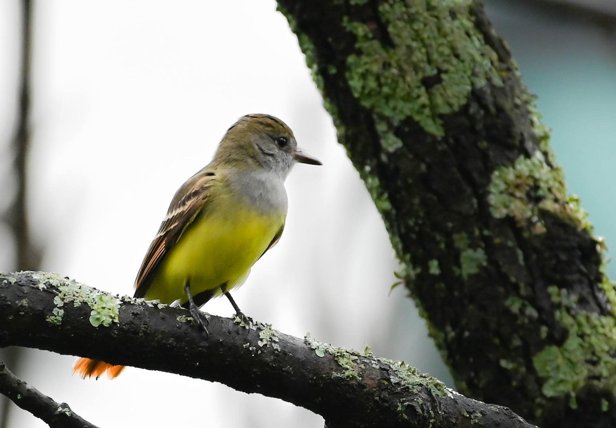 Great Crested Flycatcher - ML618630737