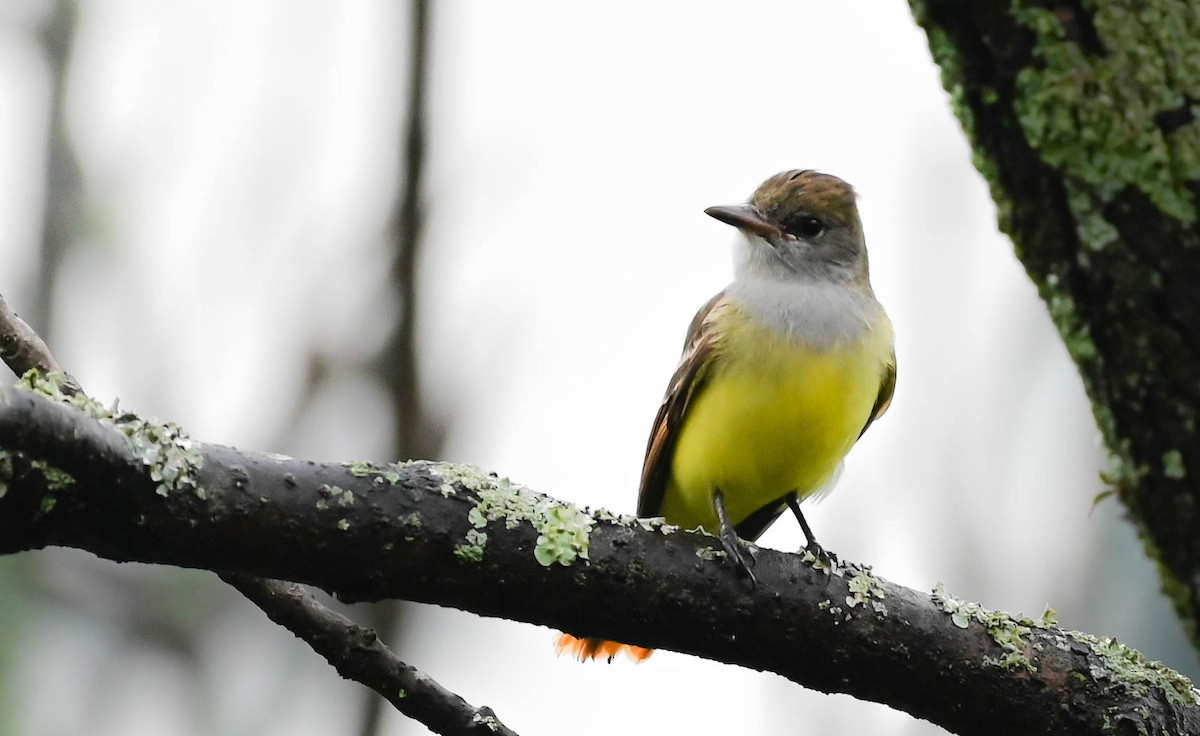 Great Crested Flycatcher - ML618630738