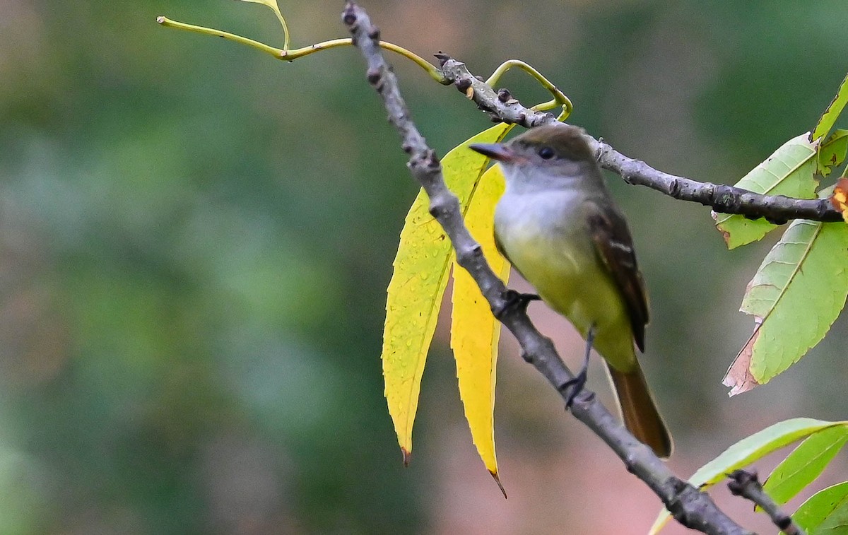 Great Crested Flycatcher - ML618630739