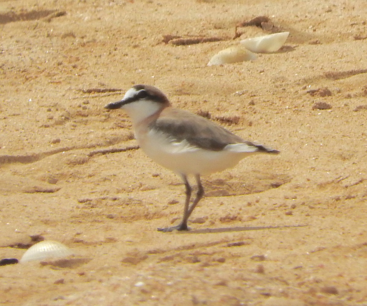 White-fronted Plover - ML618630742