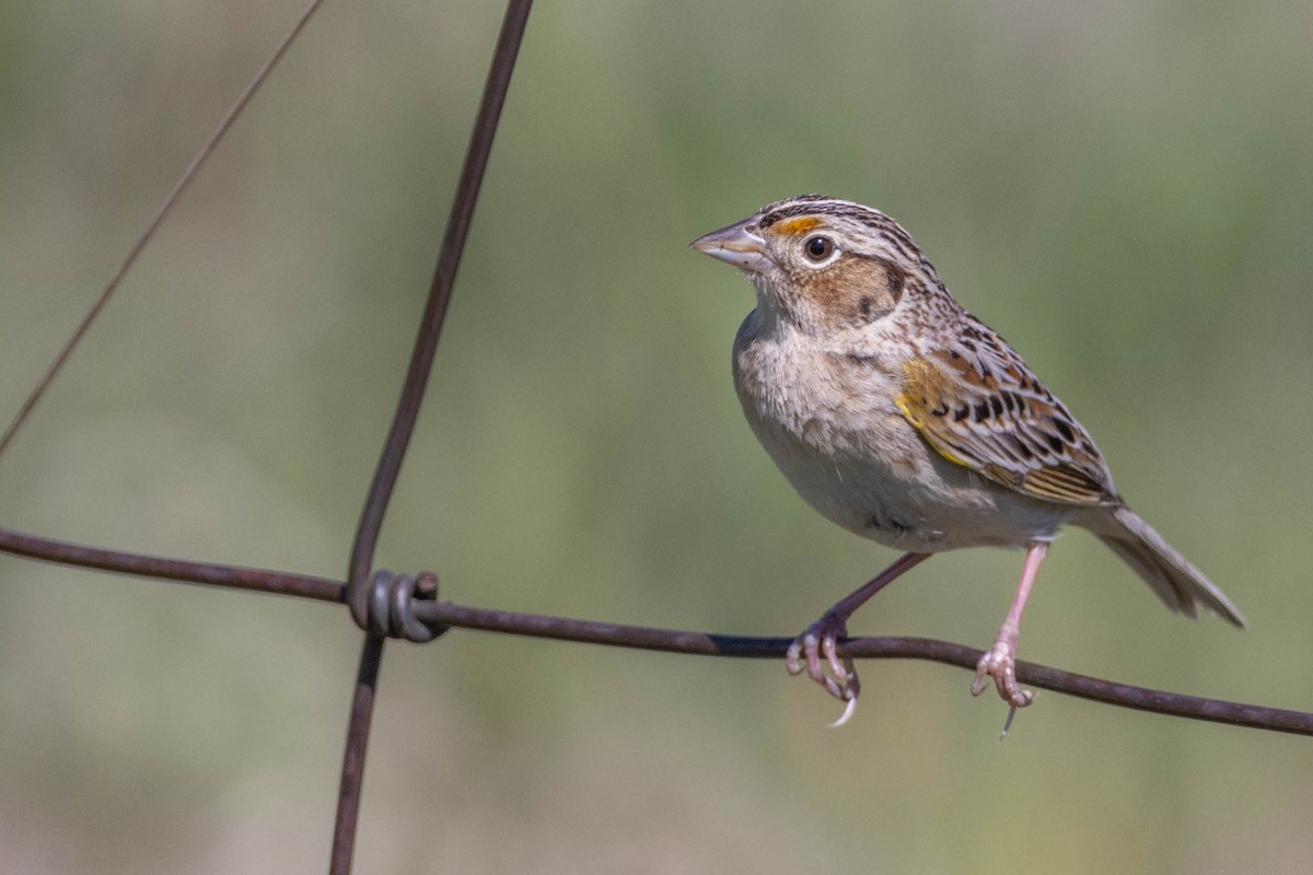 Grasshopper Sparrow - County Lister Brendan