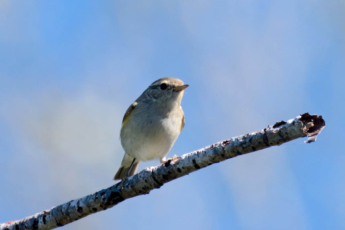Yellow-browed Warbler - ML618630796