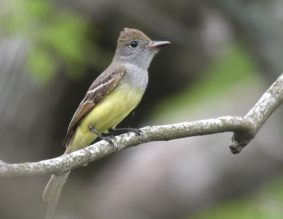 Great Crested Flycatcher - ML618630804