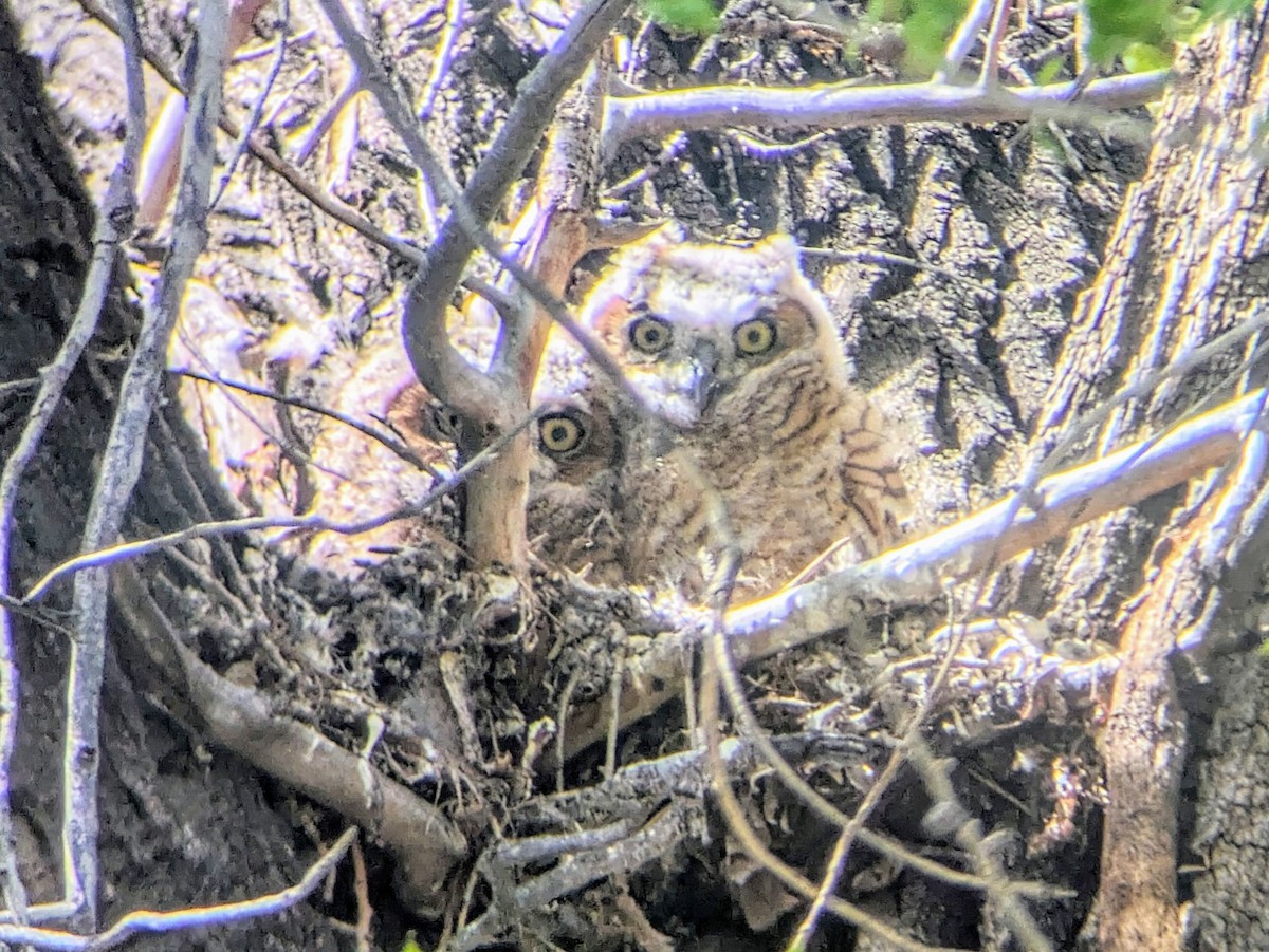 Great Horned Owl - ML618630808