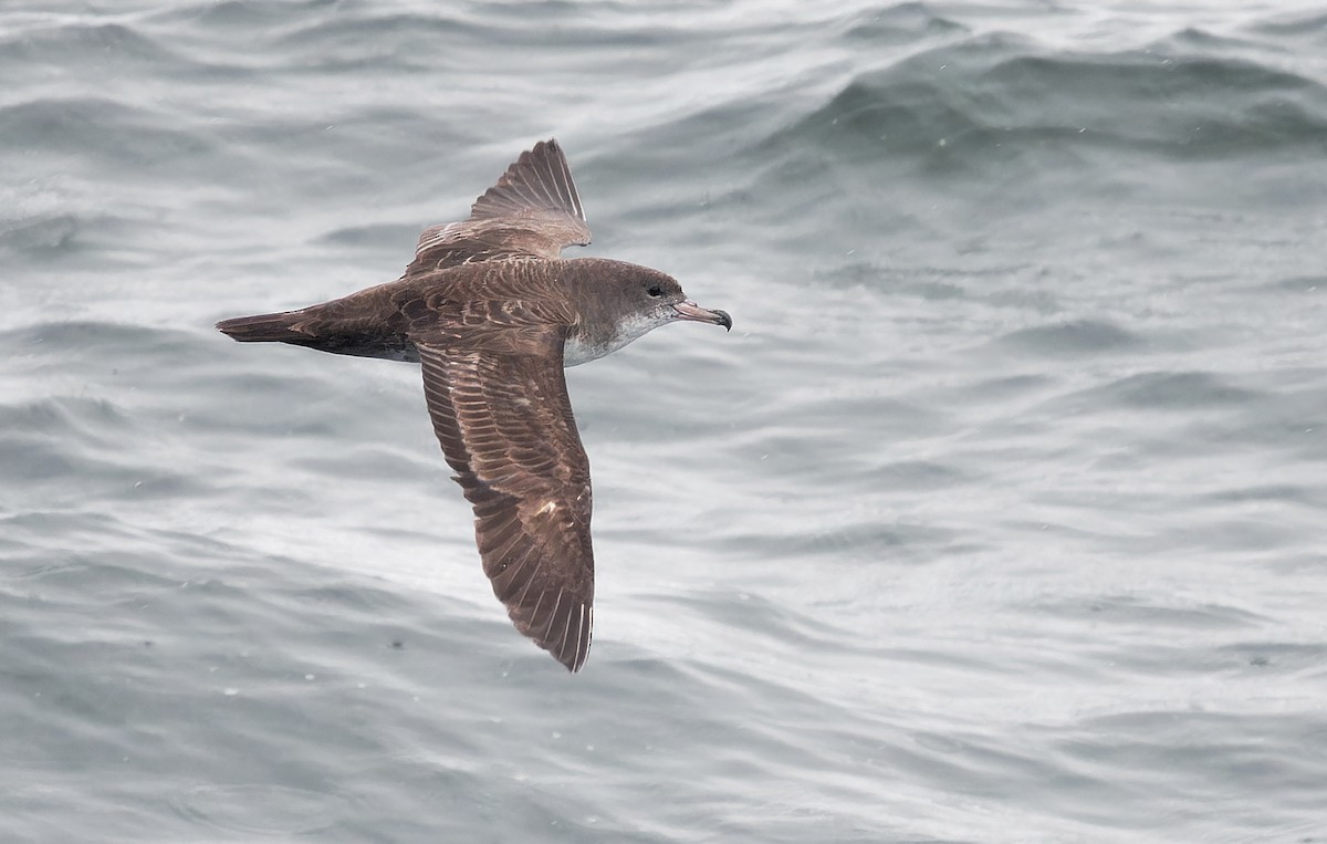 Pink-footed Shearwater - ML618630813
