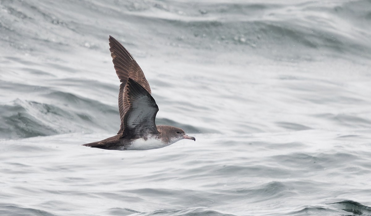 Pink-footed Shearwater - ML618630814