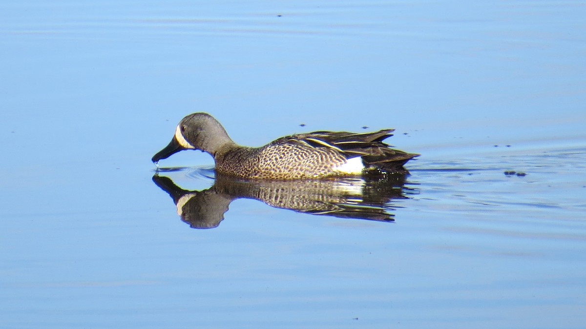 Blue-winged Teal - ML618630819