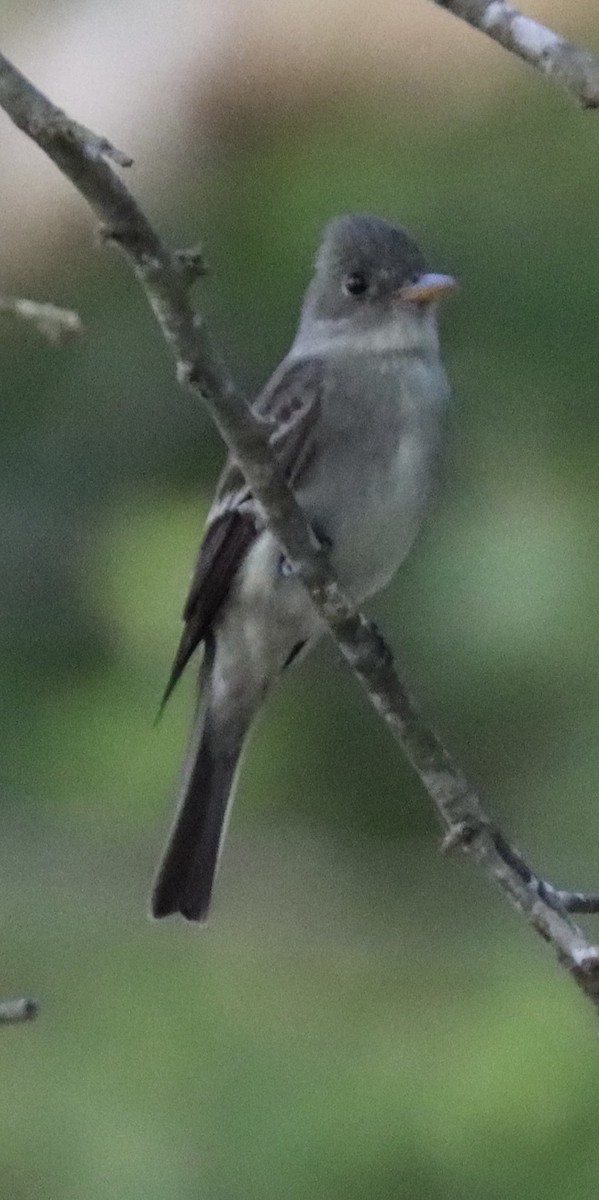 Eastern Wood-Pewee - Michelle Cano 🦜