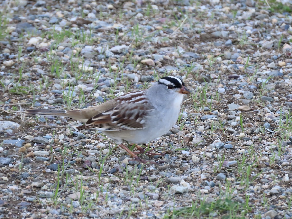 White-crowned Sparrow - ML618630935