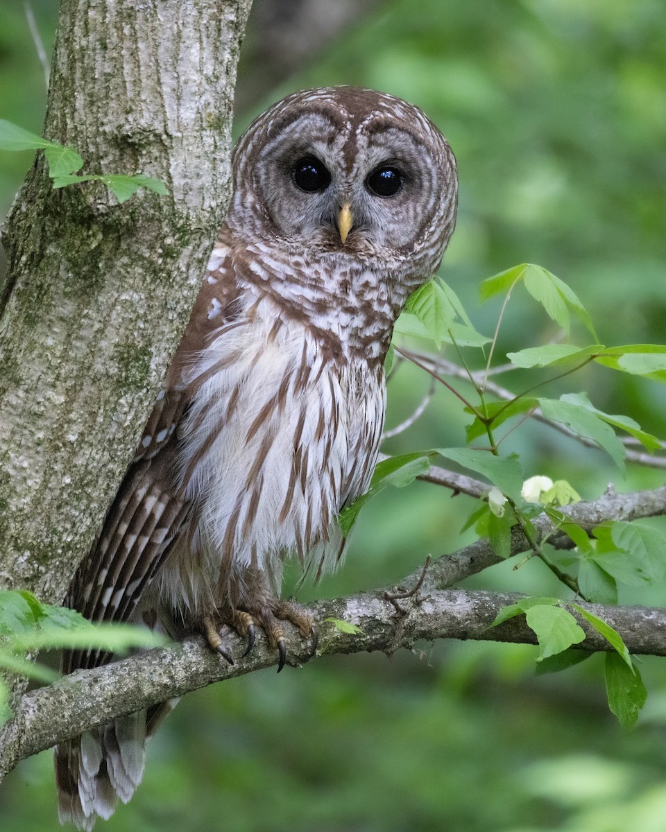 Barred Owl - ML618630954