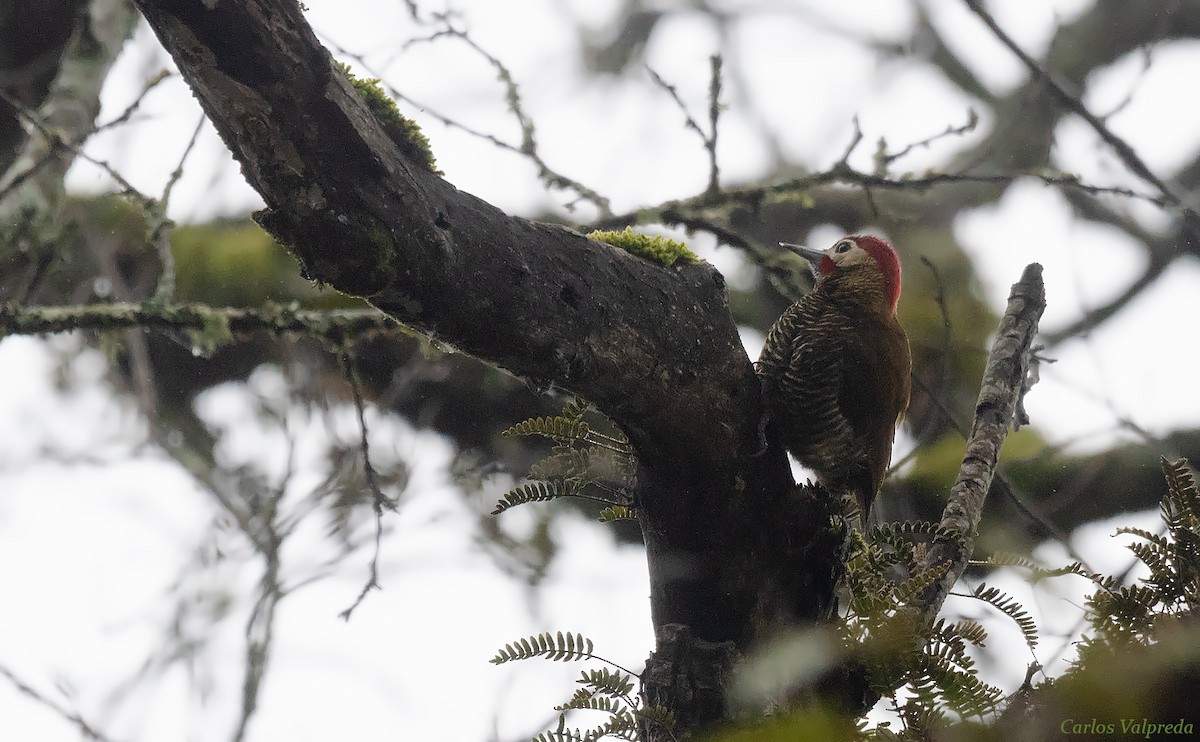 Golden-olive Woodpecker - ML618630959