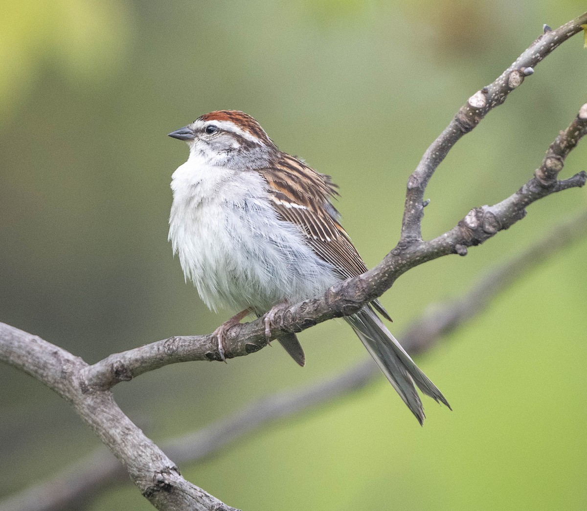 Chipping Sparrow - ML618630997