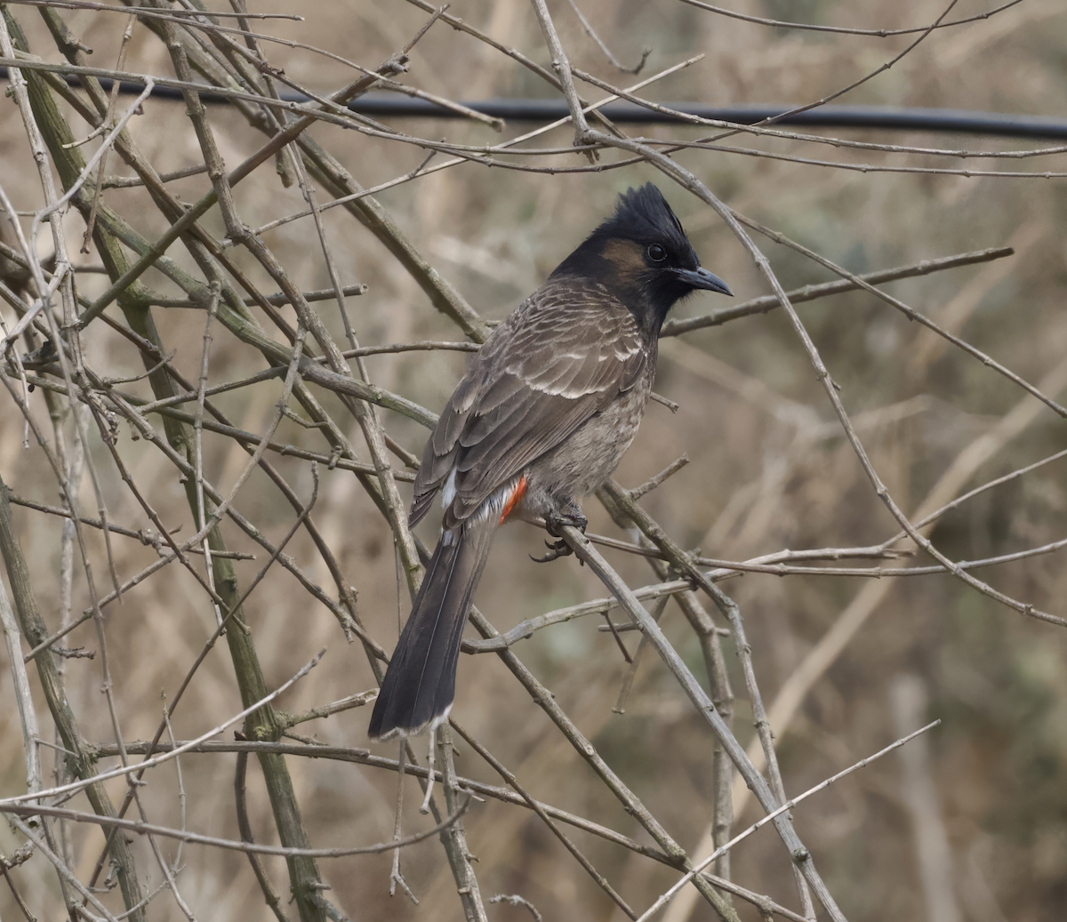 Red-vented Bulbul - ML618630999