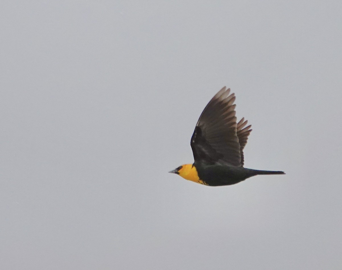 Yellow-headed Blackbird - ML618631056