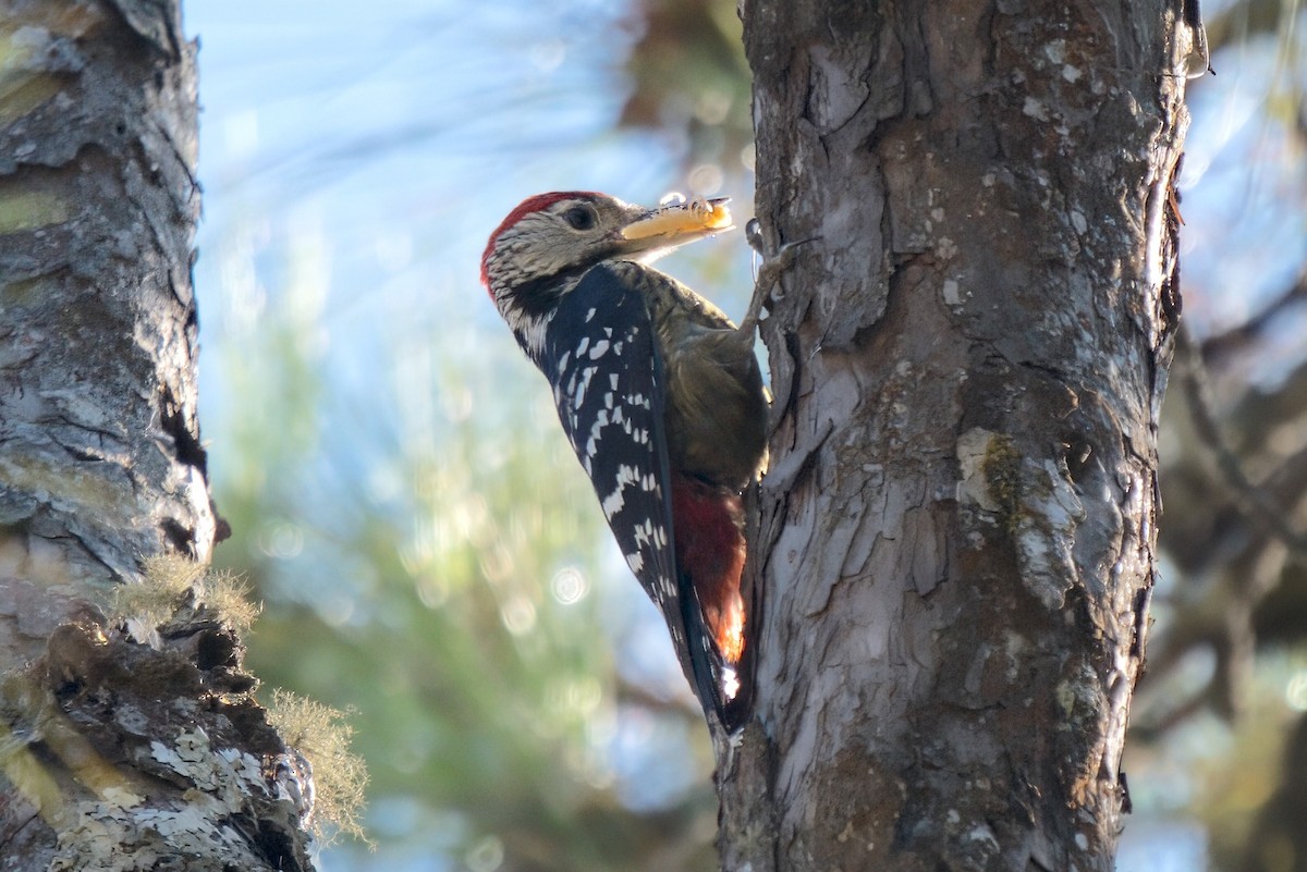 Stripe-breasted Woodpecker - ML618631064