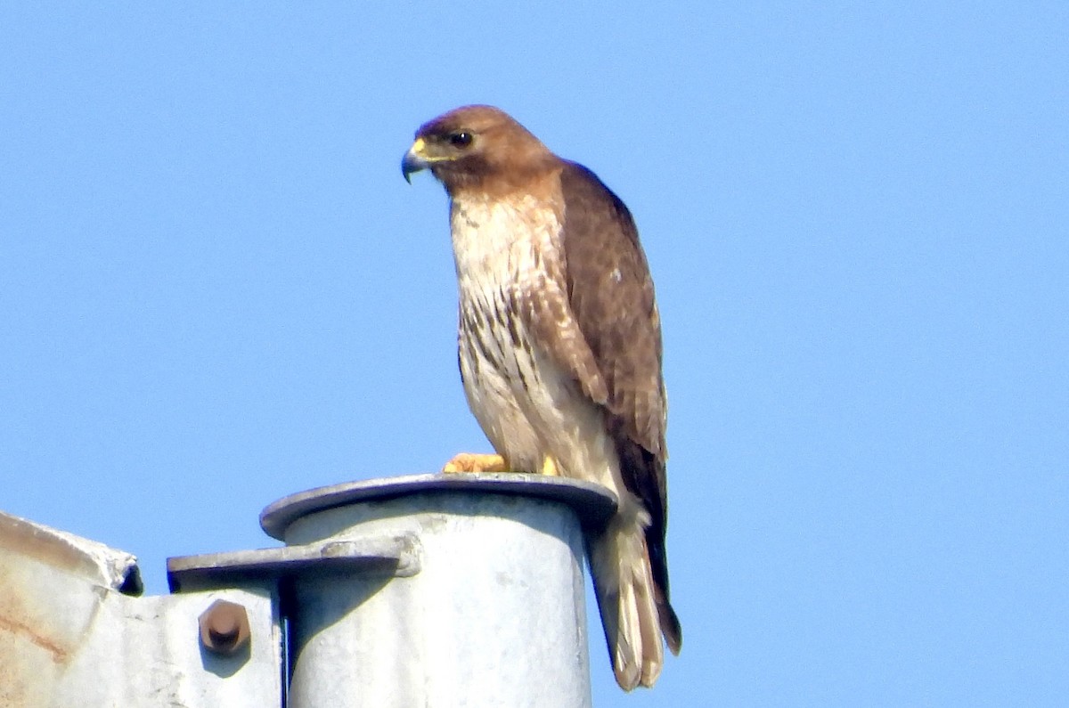 Red-tailed Hawk - ML618631090