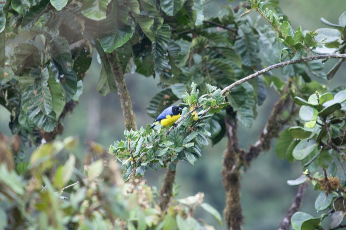 Hooded Mountain Tanager - ML618631092