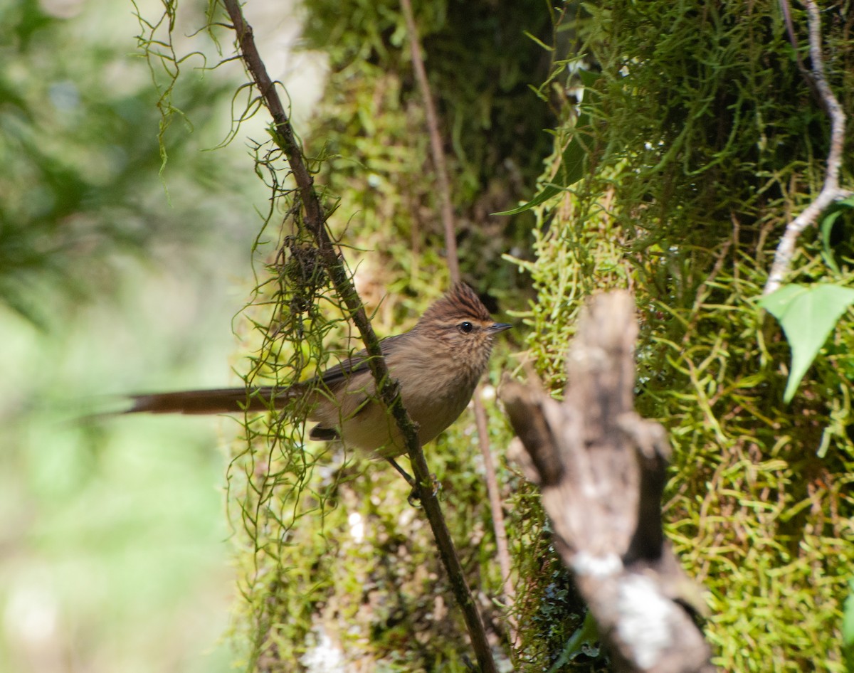 Striolated Tit-Spinetail - ML618631093