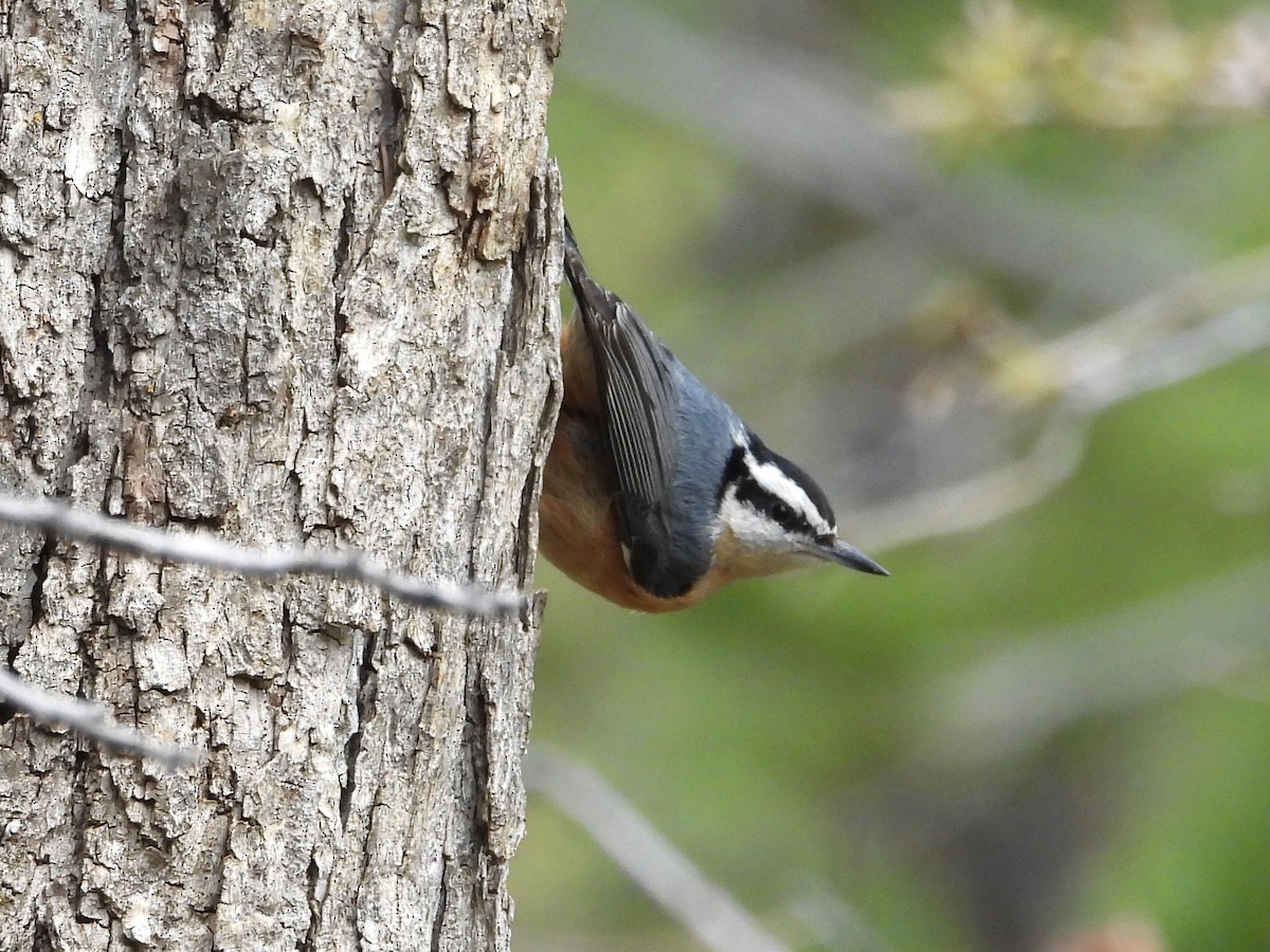 Red-breasted Nuthatch - ML618631129