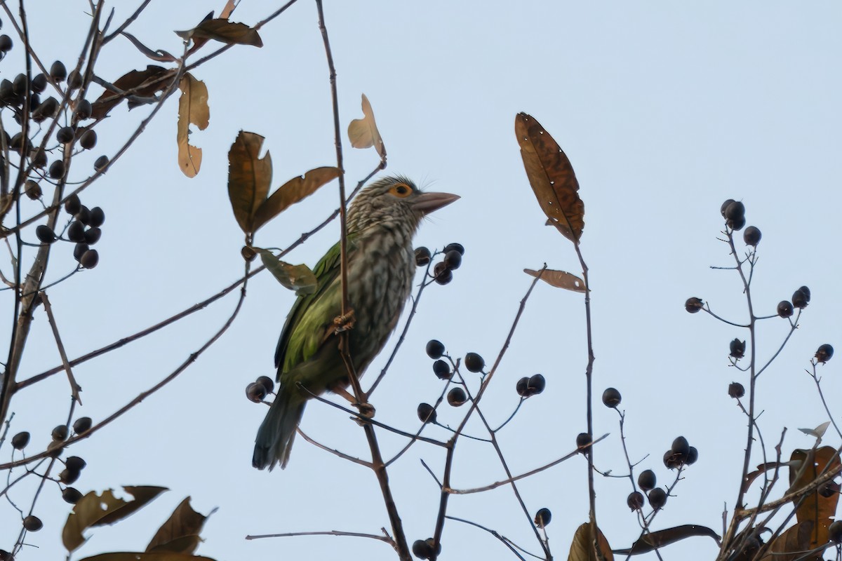 Lineated Barbet - ML618631151