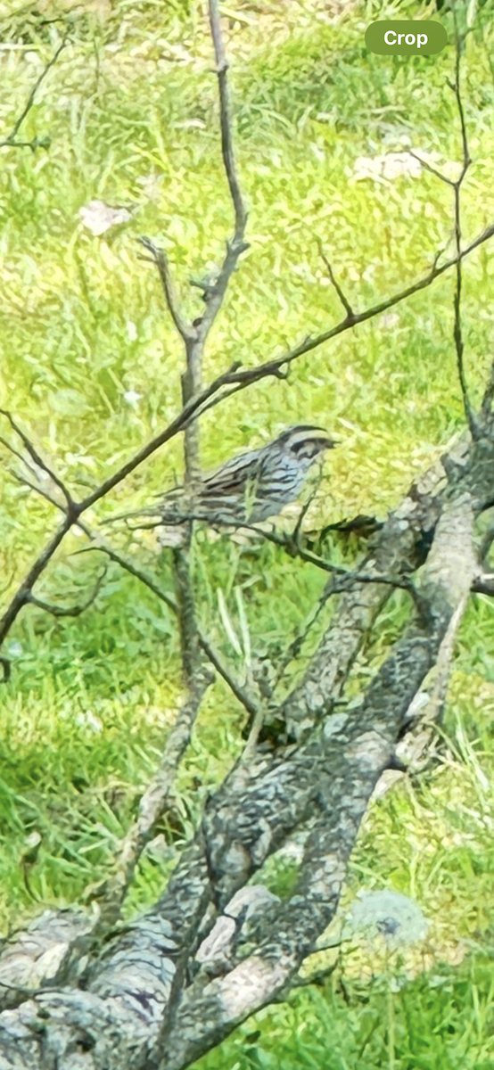 Savannah Sparrow - ML618631213