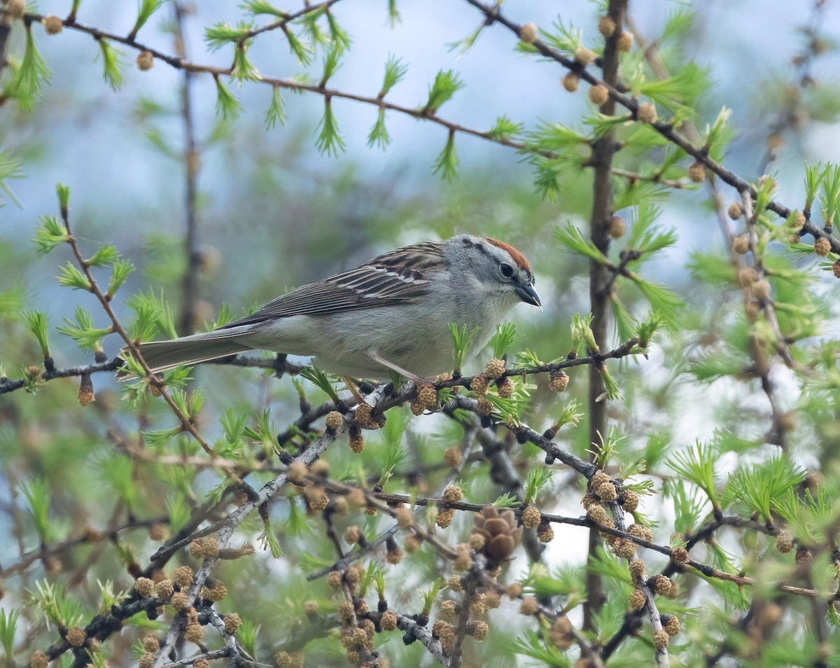 Chipping Sparrow - ML618631227