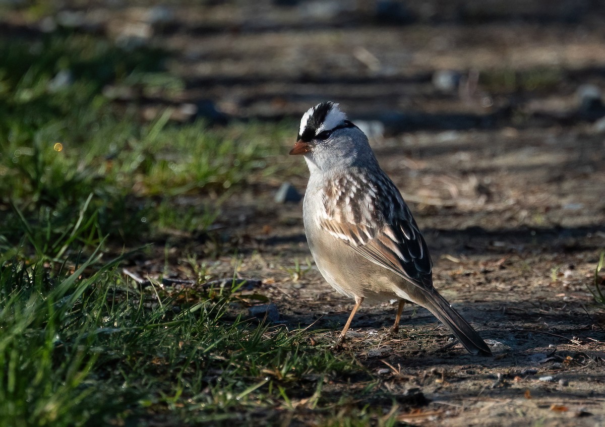 White-crowned Sparrow - ML618631236