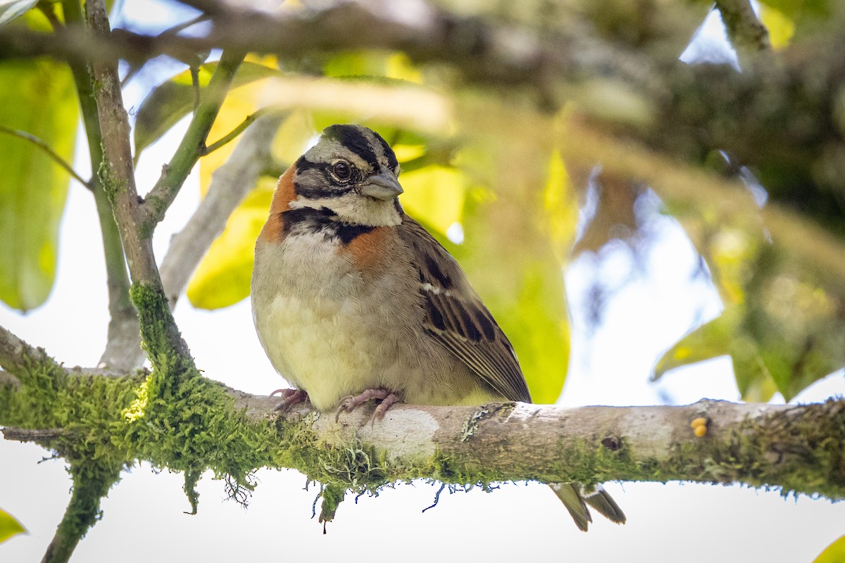 Rufous-collared Sparrow - ML618631291
