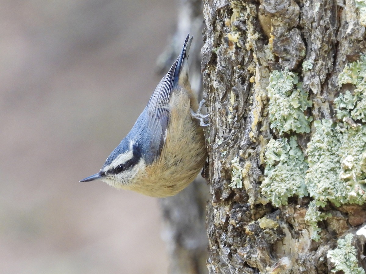 Red-breasted Nuthatch - ML618631303