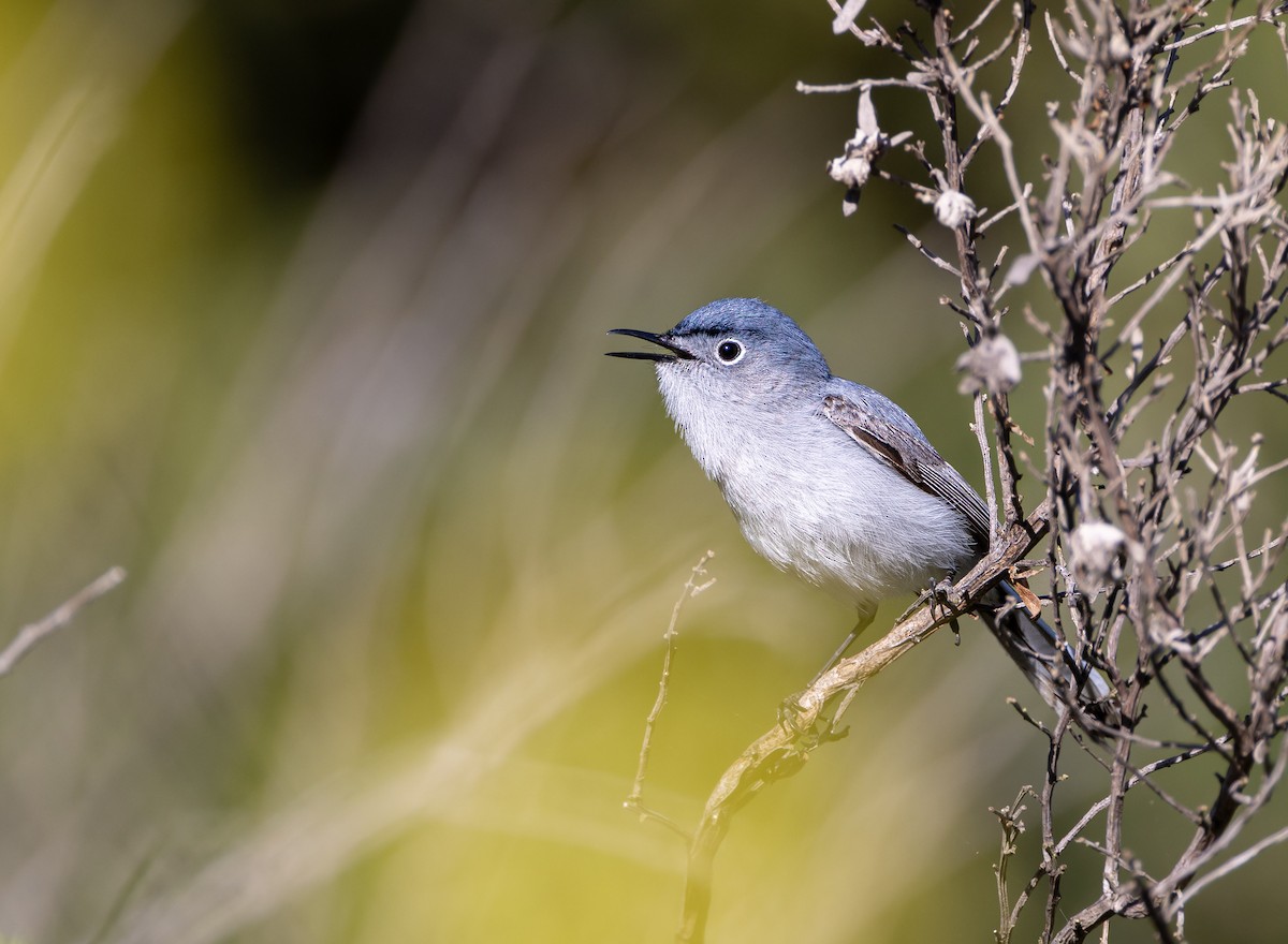 Blue-gray Gnatcatcher (obscura Group) - ML618631354
