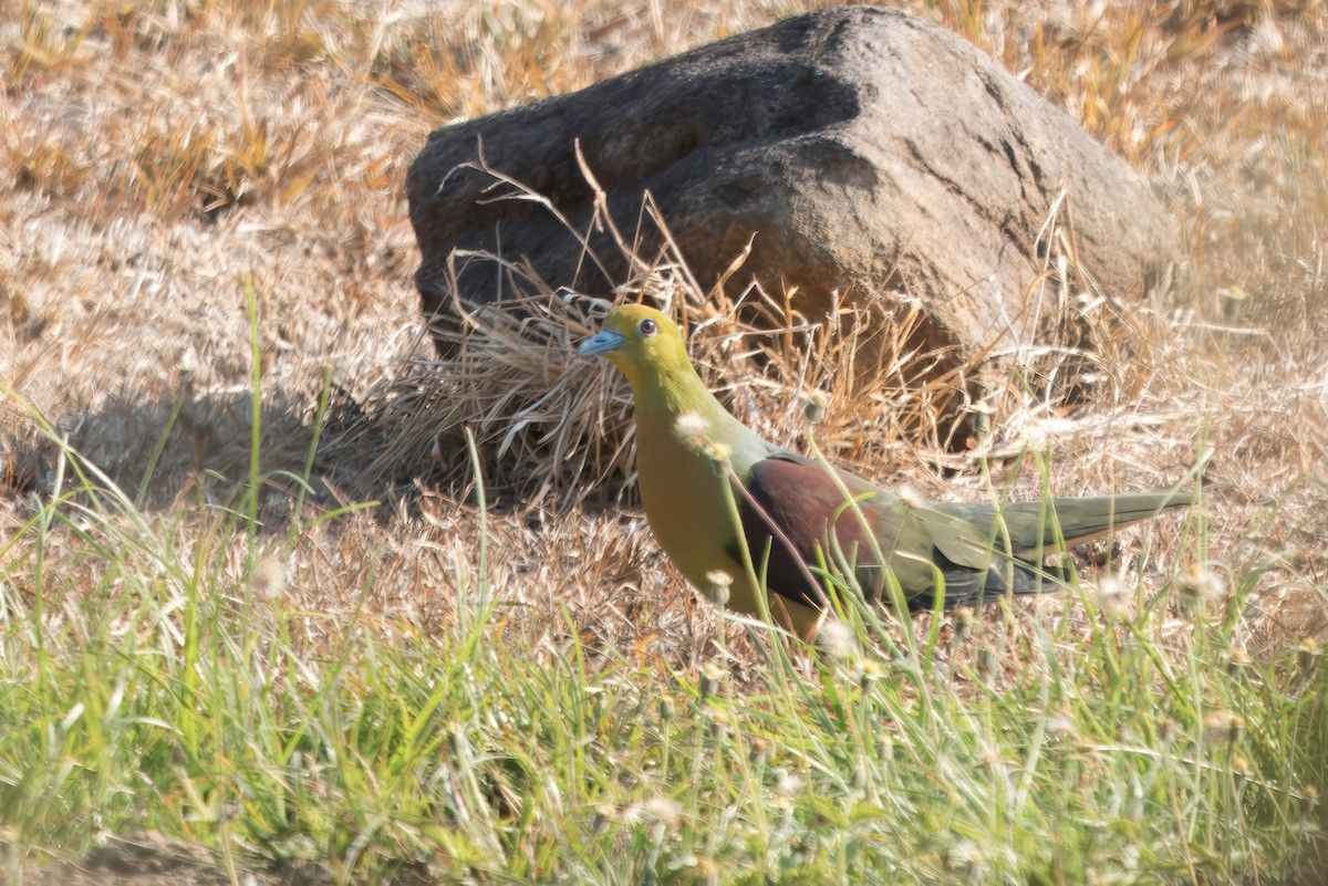 Wedge-tailed Green-Pigeon - ML618631364