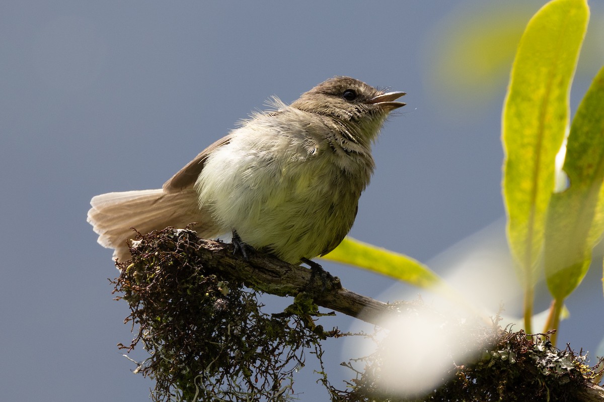 Olive-chested Flycatcher - ML618631368