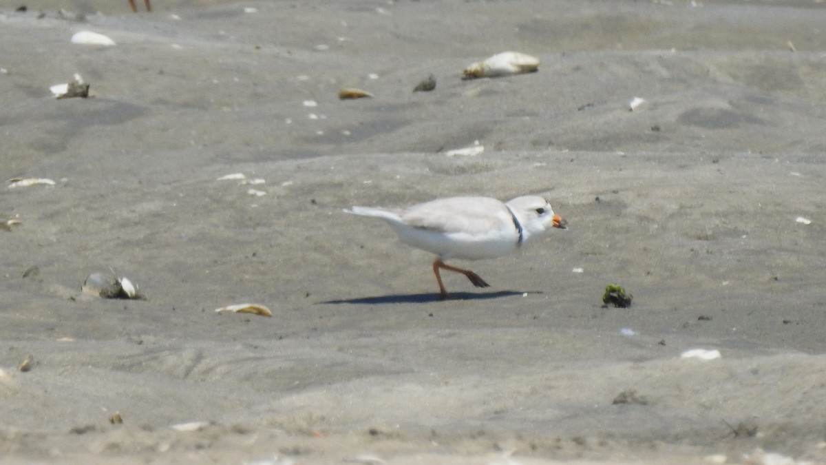 Piping Plover - ML618631386
