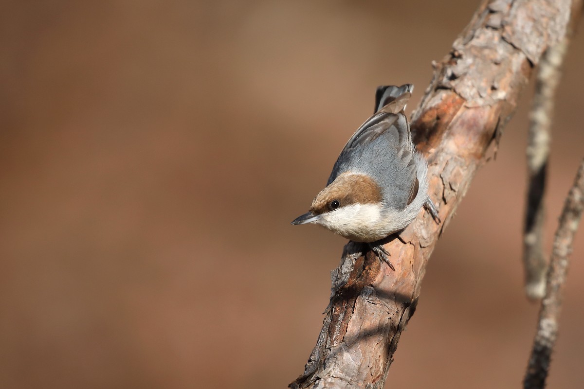 Brown-headed Nuthatch - ML618631393