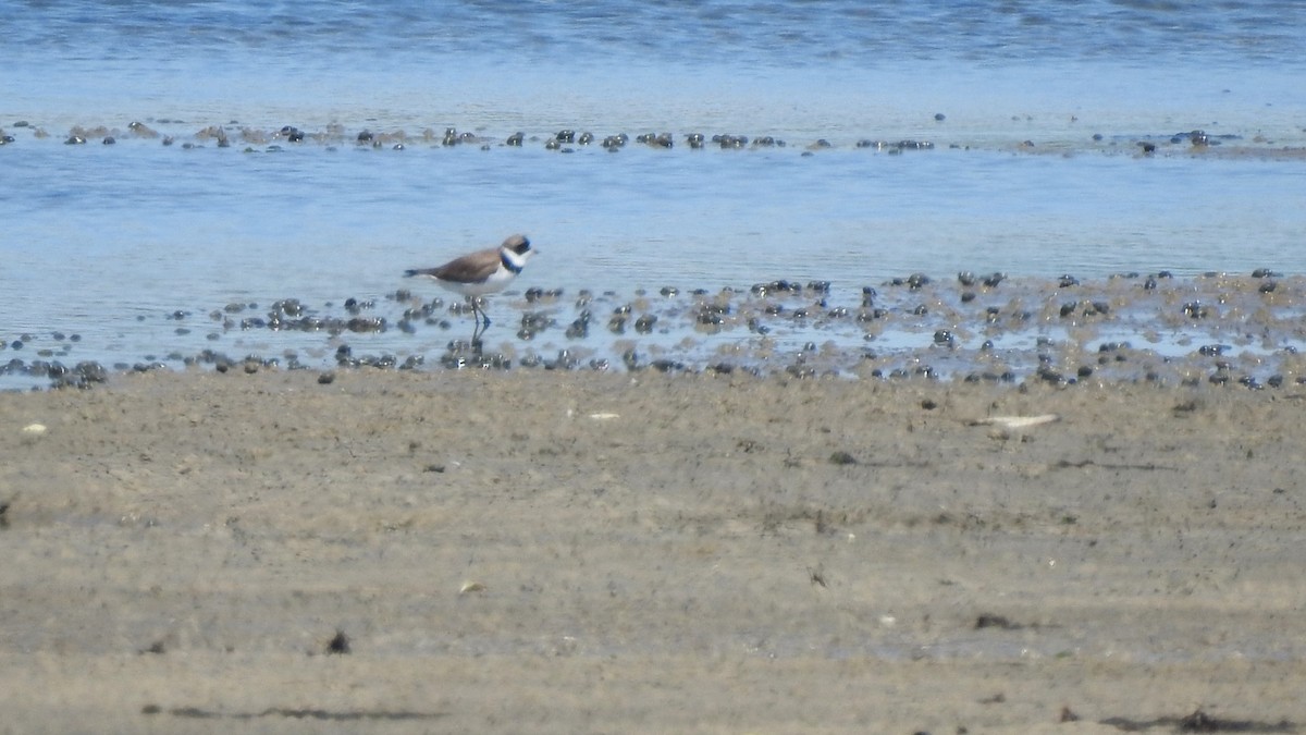 Semipalmated Plover - ML618631420