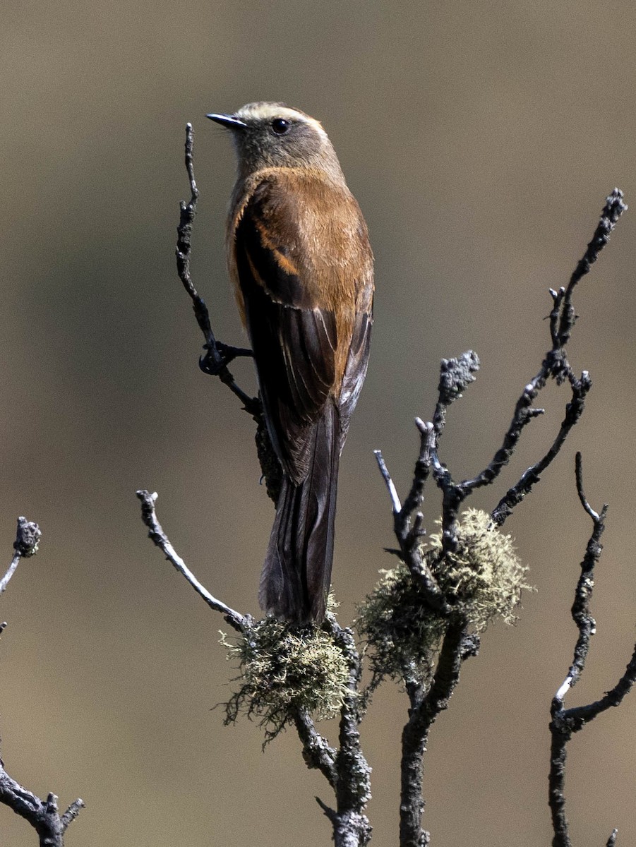 Brown-backed Chat-Tyrant - ML618631437