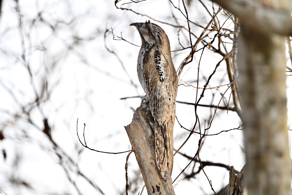 Northern Potoo (Middle American) - ML618631462