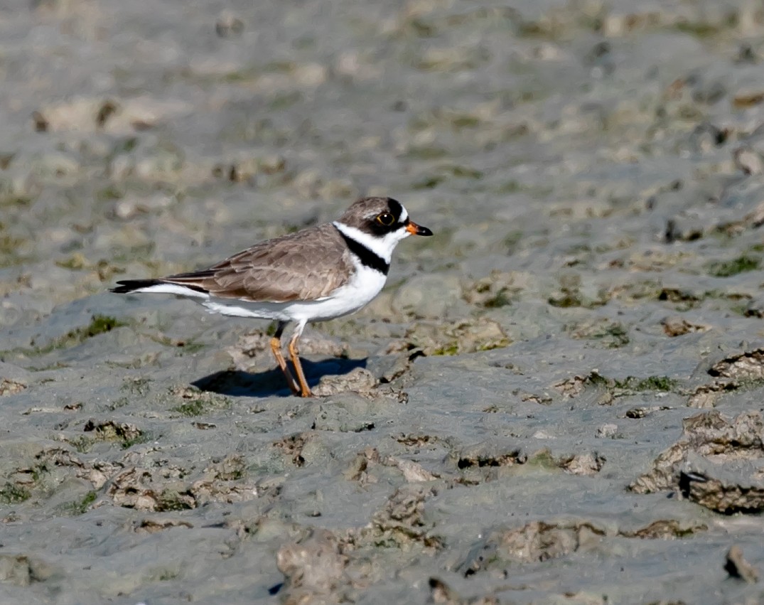 Semipalmated Plover - ML618631490