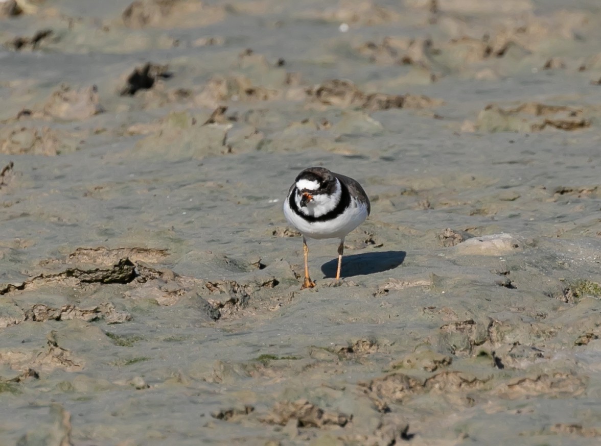 Semipalmated Plover - ML618631491