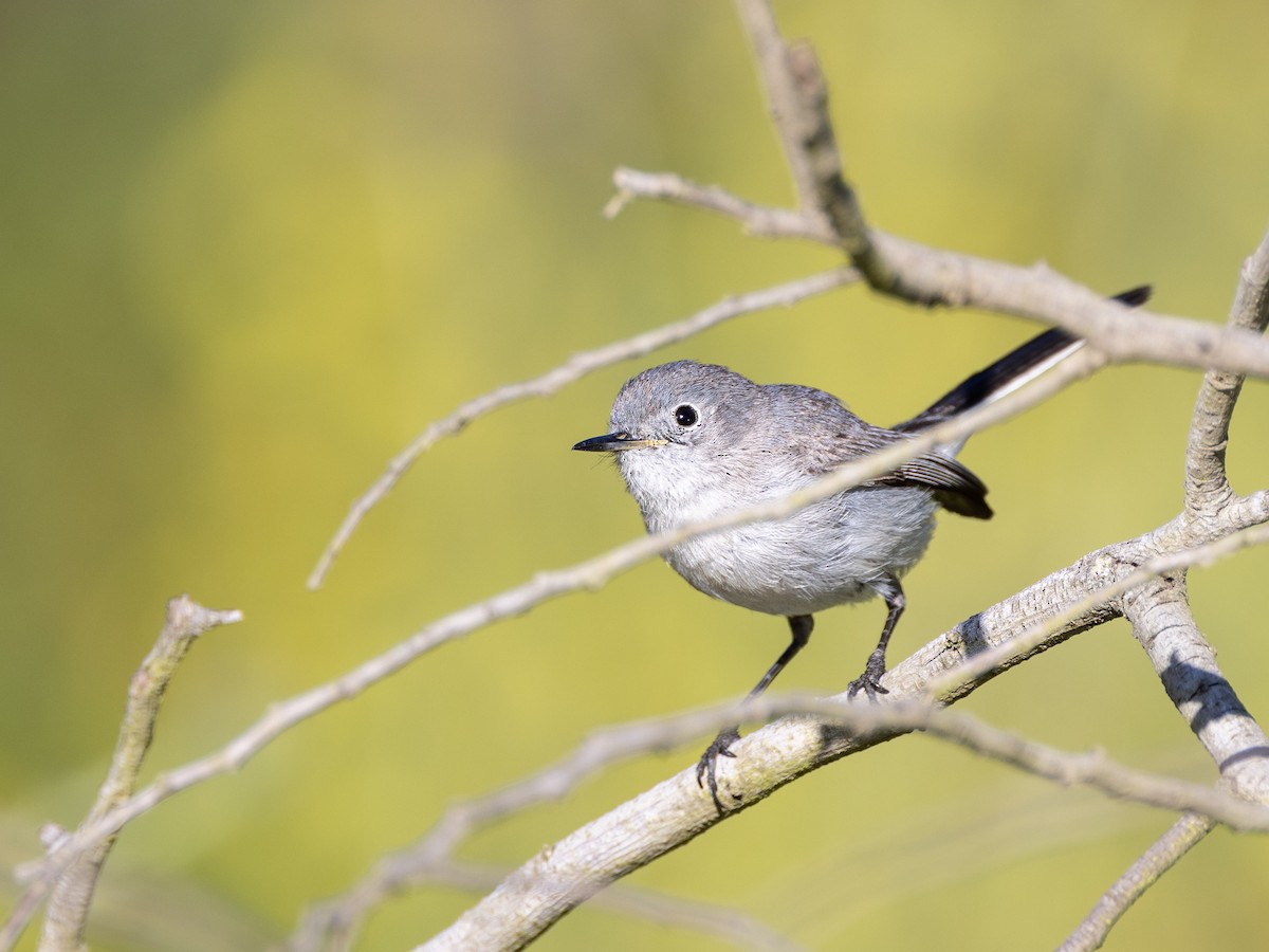 Blue-gray Gnatcatcher (obscura Group) - ML618631503