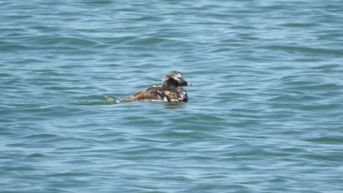Long-tailed Duck - ML618631510