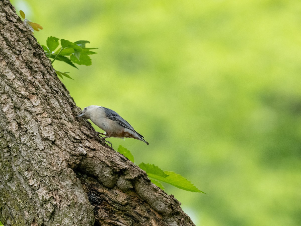 White-breasted Nuthatch - ML618631526
