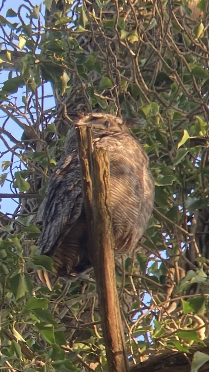 Great Horned Owl - ML618631527