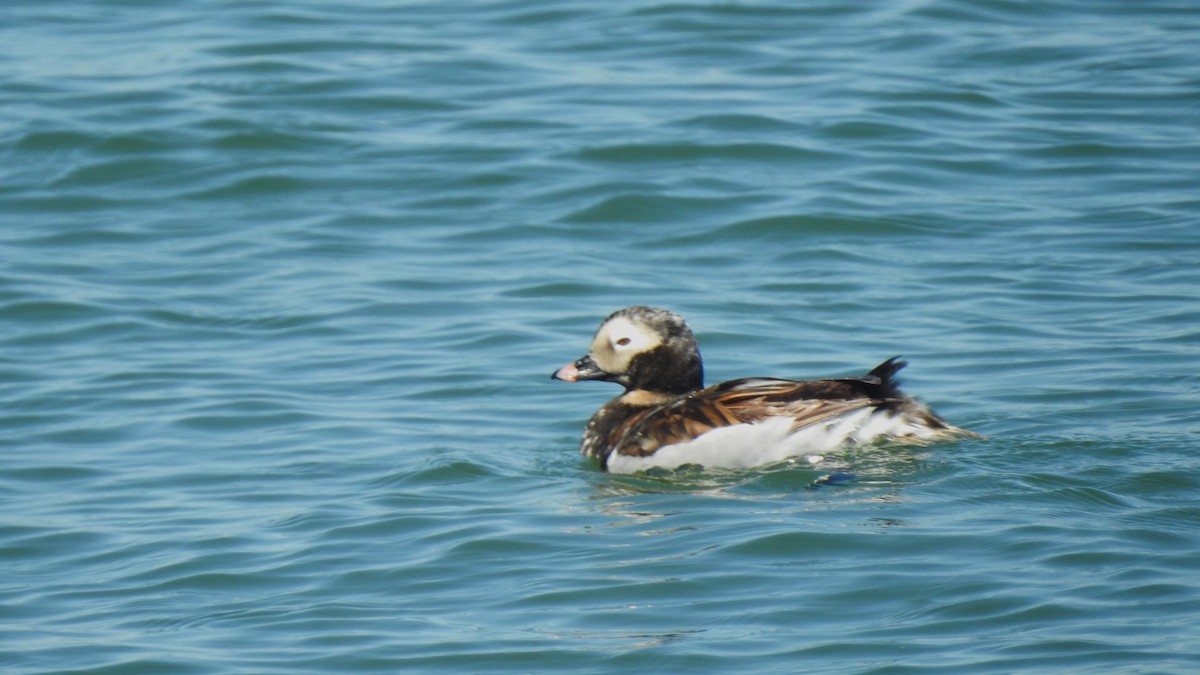 Long-tailed Duck - ML618631530