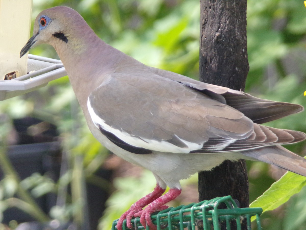 White-winged Dove - ML618631531