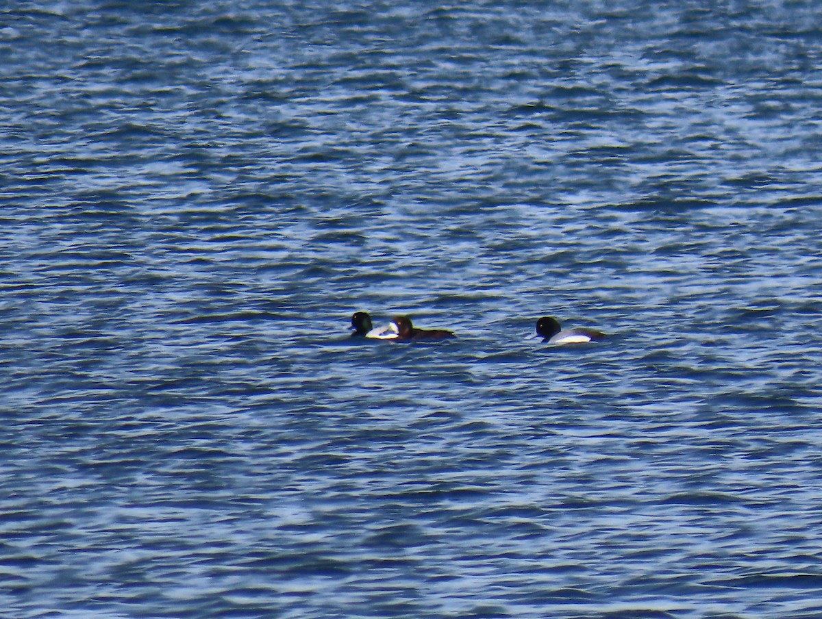 Greater Scaup - ML618631534