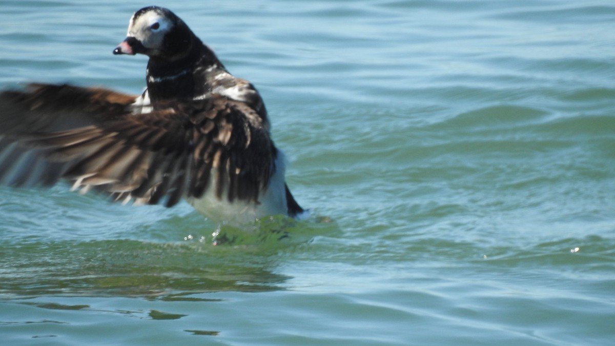 Long-tailed Duck - ML618631539