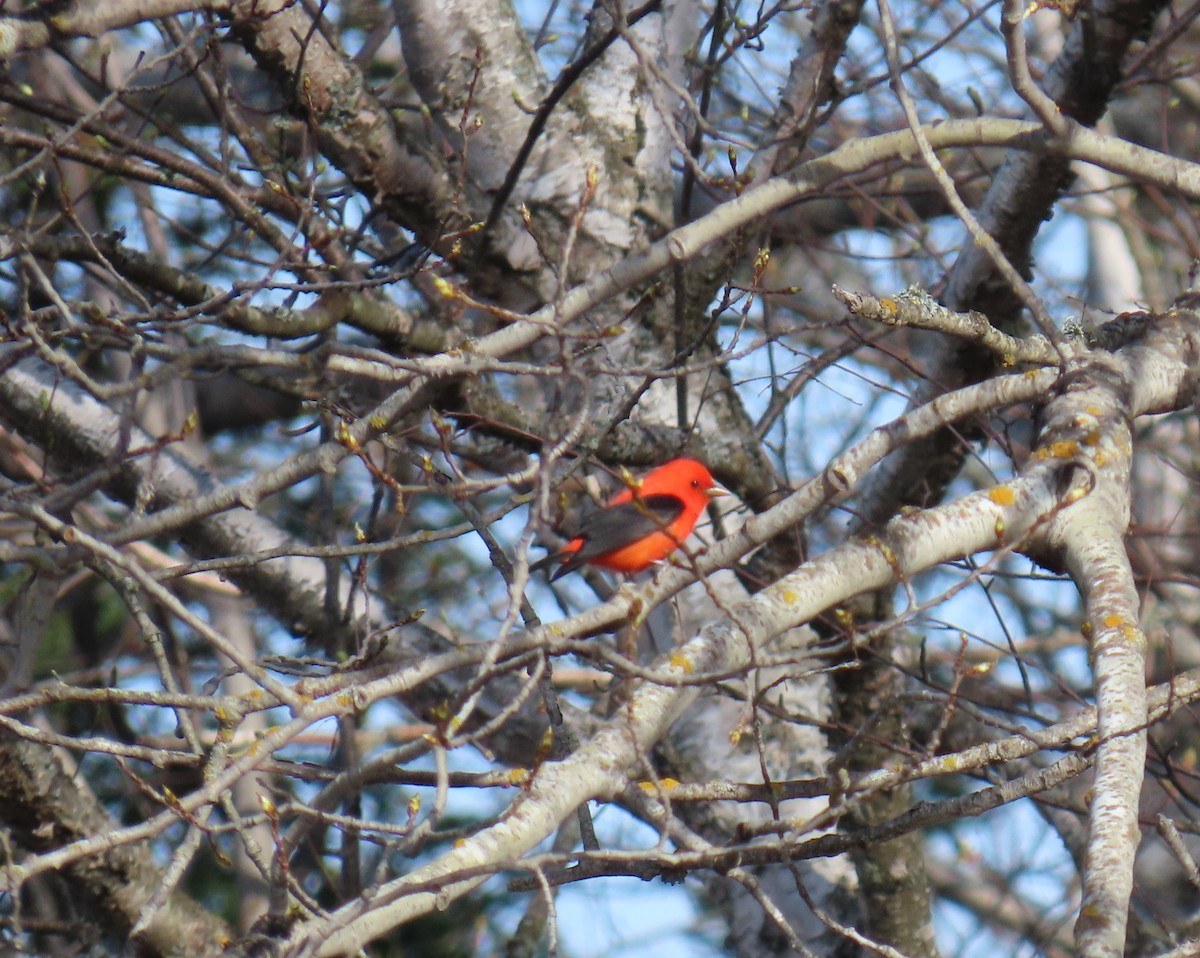 Scarlet Tanager - ML618631546